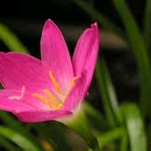 Pink Lily Plant Pack Of 2