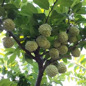 Highbrid Custard Apple Plant