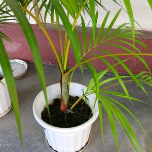 Areca Palm