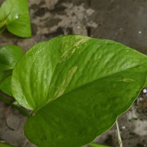 Marble Pothos, Lime Green