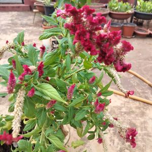 Pink Velvet Flower Seeds