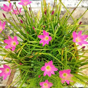 Pink Rain Lily Bulbs 25/-