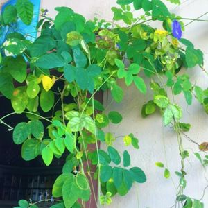 Butterfly Pea Seeds (Aparajitha)