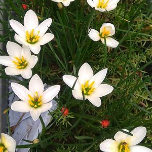 White Rain Lily