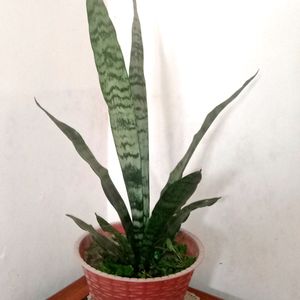 Snake Plant