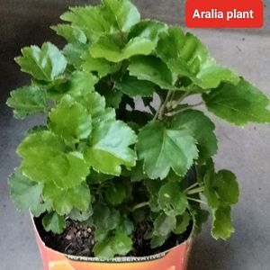 Air Purifying 2 Types Fern N Aralia Plant