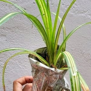 Pack 2 Turtle Vine & Pandanus veitchii Plant 🌵