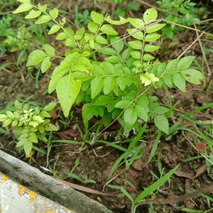 2 Curry Leaf Meethi Neem Plants