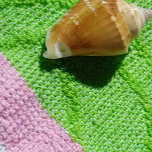 Small Sea Shell (Four)