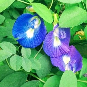 Blue🔷 Aparajita Flower Seeds