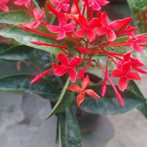 Red Xlora Plant