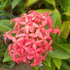 Beautifull Red Ixora ( Rangon ) Flower Plant