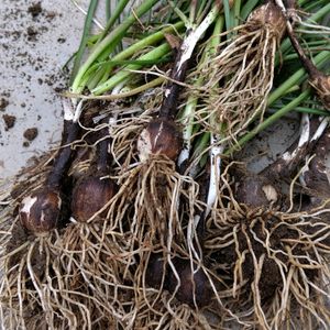 Yellow Rain Lily Bulbs