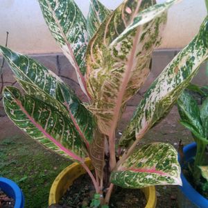 Aglaonema 3 Types Of Live Plant