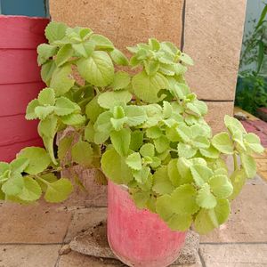 Ajwain Plant Cutting