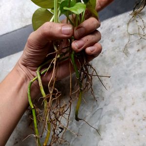 A Combo Of 4 Baby Money Plants With Root