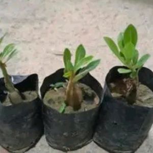 Combo Adenium 3 Color Desert Rose