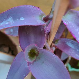 Purple Heart Plant