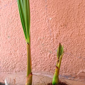 Coconut Plant 🌴🥥