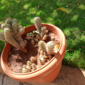 Cactus Plants