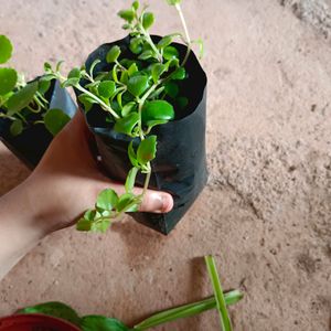 Tangled Heart  And Pennywort Plant