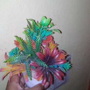 Home Decorate Plant