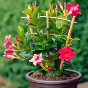 Mandevilla Pink Color With Healthy Root