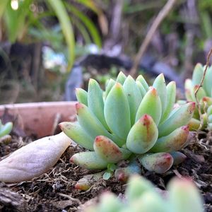 Echeveria elegans Succulent