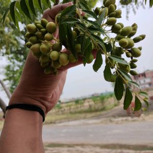 Sweet neem or curry leaf seeds