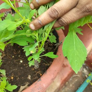 Tithonia Suryakantha Plant Cutting With Root