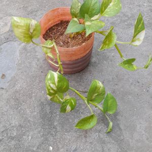 Live Money Plant With Pot