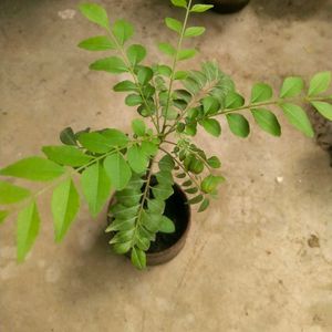 Combo Of 2 Curry Leaf And Tulsi Plant