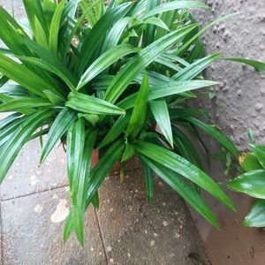 Biriyani Plant /Pandanus amaryllifolius With Roots