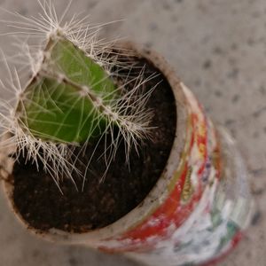 Dragon Fruit Plant