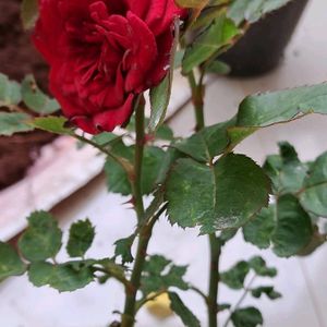 Rose Plant In Offer