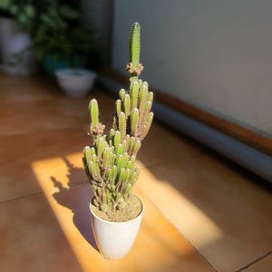 Live Fairy Castle Cactus Plant