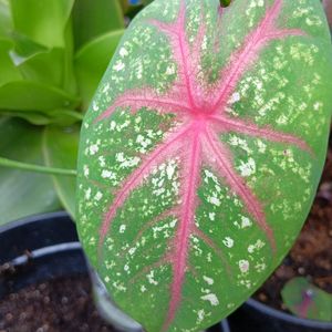 Caladium Plant