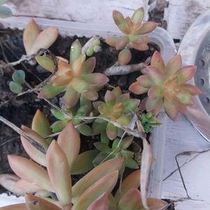 Beautiful Succulent Yellow Sedum