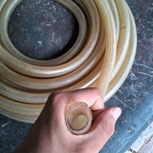 White Bradied Pipe