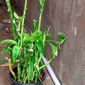 Whole Plant Bamboo