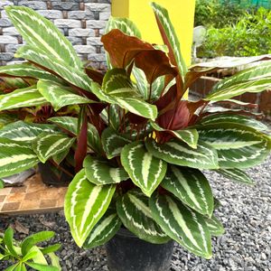 Healthy Rooted Calathea