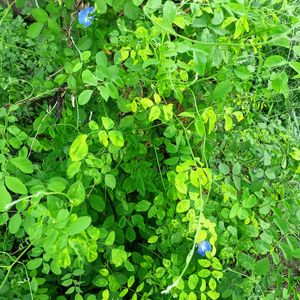 Aparajita Flowers Plant 2 Colours