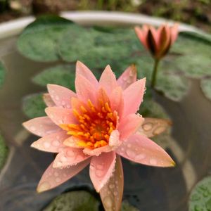 Water Lily Plant With Root & Kalanchie