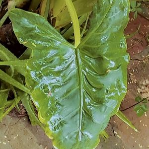 Alocasia Plant ☘️