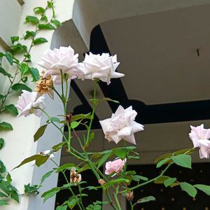 White Pink Rose