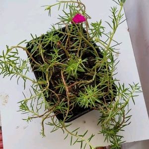 Portulaca grandiflora plant & Pot