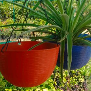 Hanging Basket