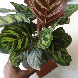 Monsoon Dhamaka Offer Combo 5 Indoor Live Plant