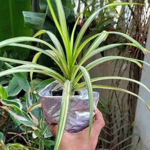 Pandanus veitchii Plant