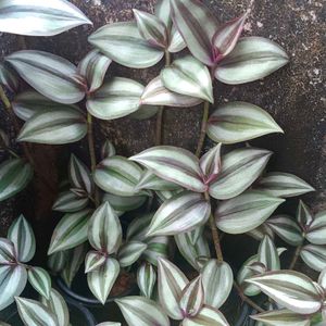 Coleus , Wandering Jew,Money, Cordyline Fruticosa